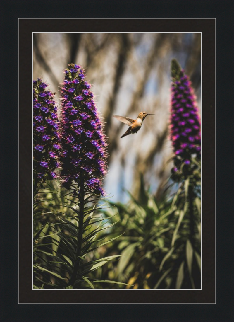 Hummingbird in the Secret Garden