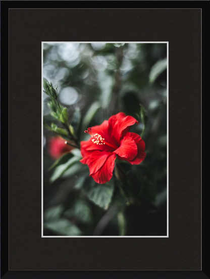 Hibiscus Bokeh