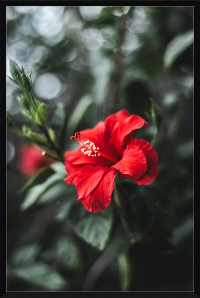 Hibiscus Bokeh