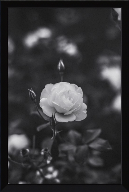 A Final Rose in Black and White