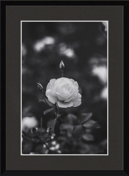 A Final Rose in Black and White