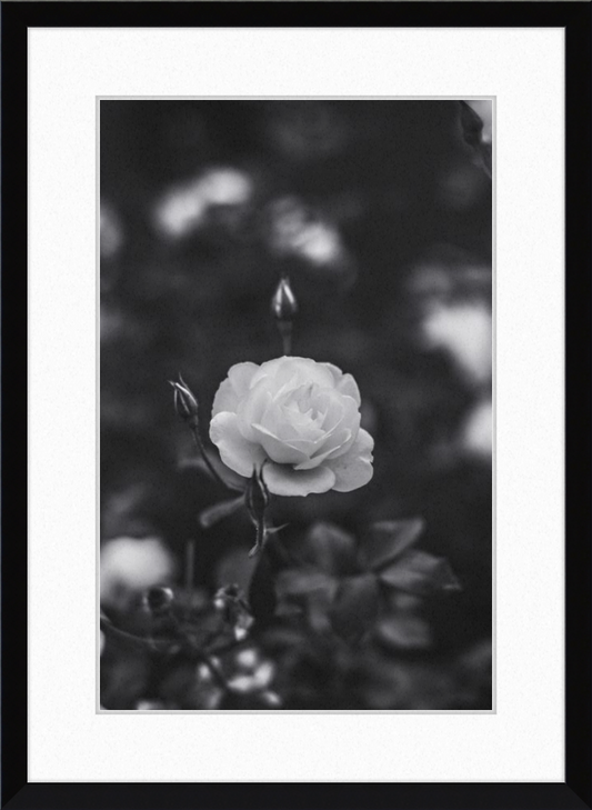 A Final Rose in Black and White