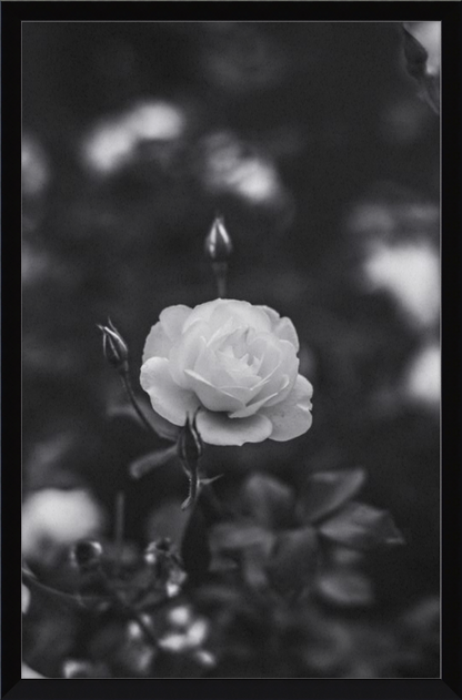 A Final Rose in Black and White