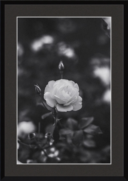 A Final Rose in Black and White