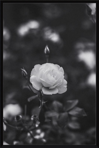 A Final Rose in Black and White