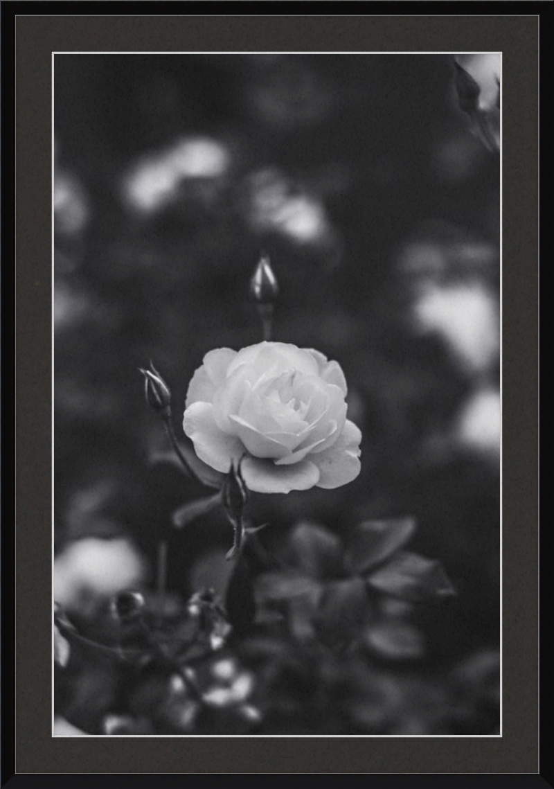 A Final Rose in Black and White