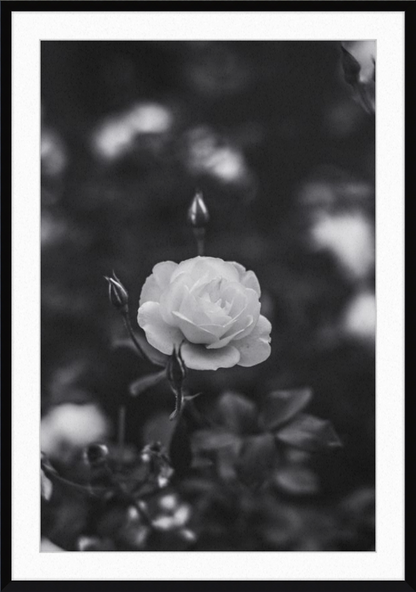 A Final Rose in Black and White