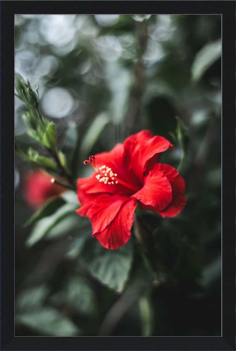 Hibiscus Bokeh