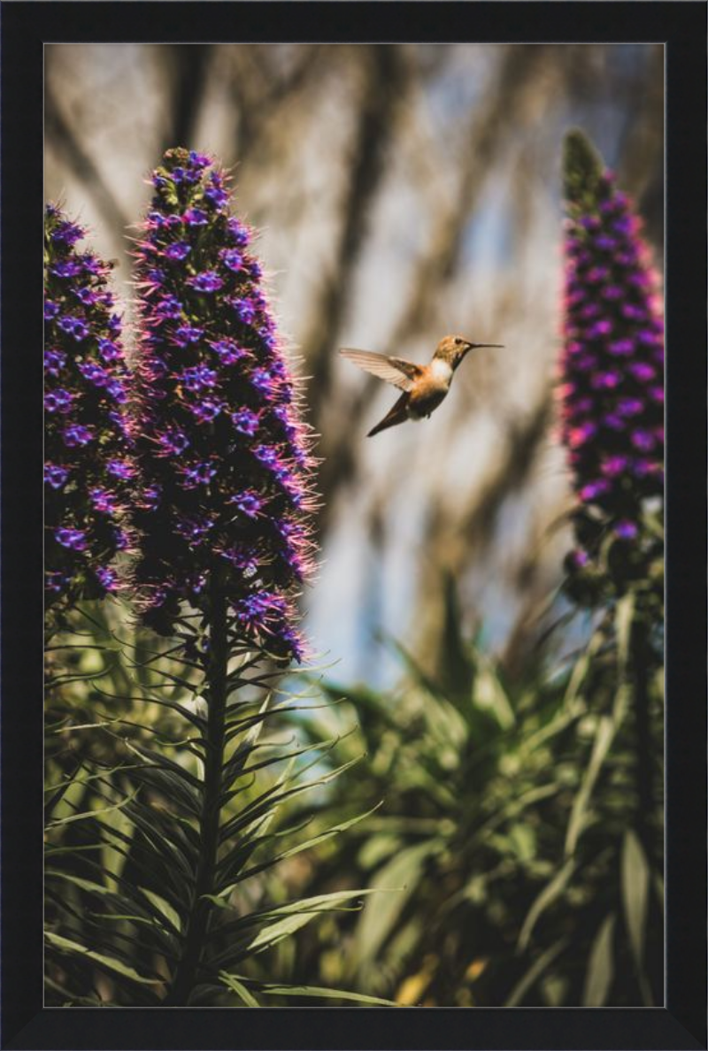 Hummingbird in the Secret Garden