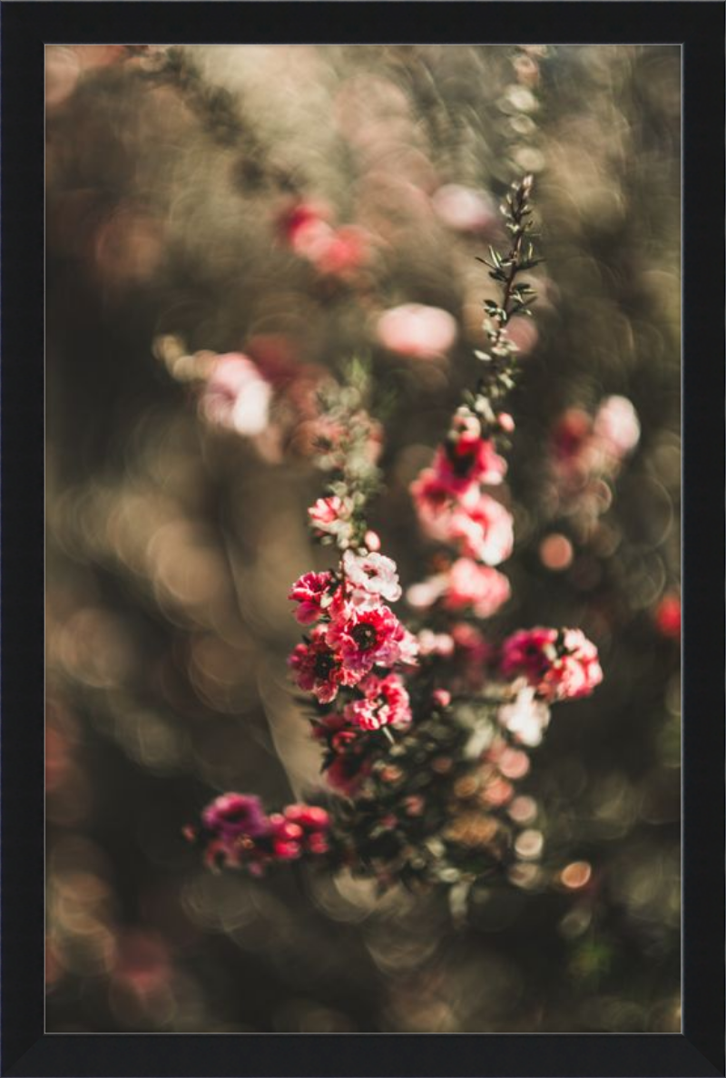 Manuka With a Vintage Lens