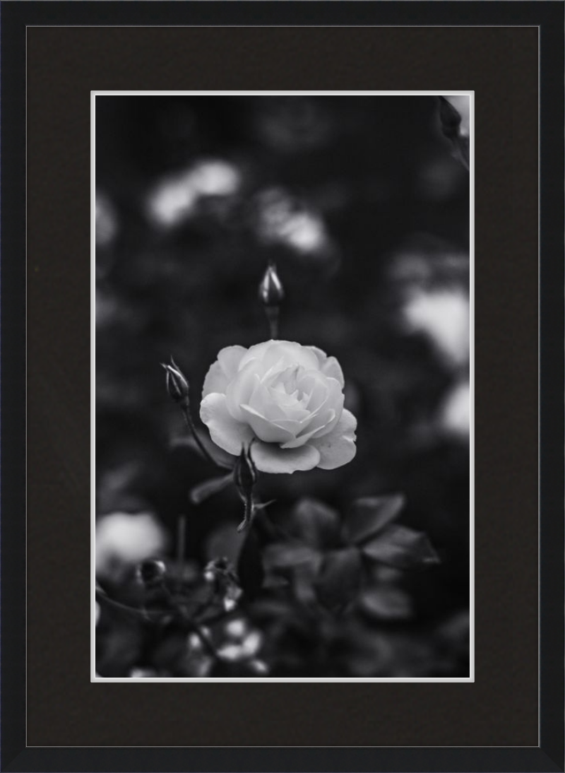 A Final Rose in Black and White