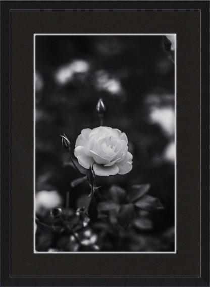 A Final Rose in Black and White