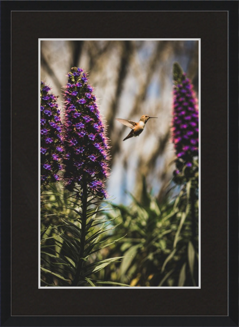 Hummingbird in the Secret Garden