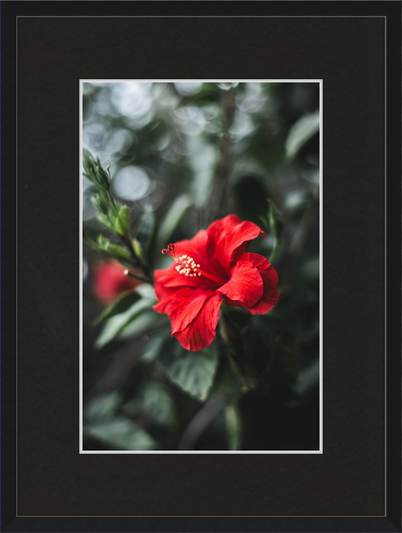 Hibiscus Bokeh