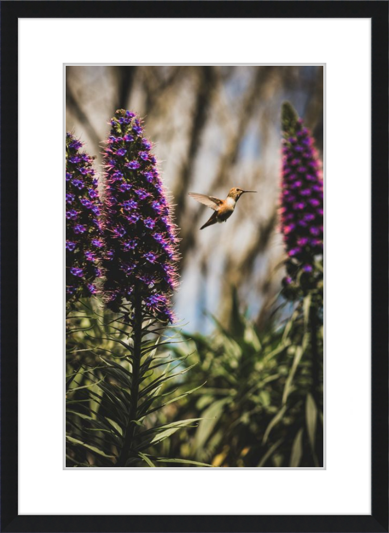 Hummingbird in the Secret Garden