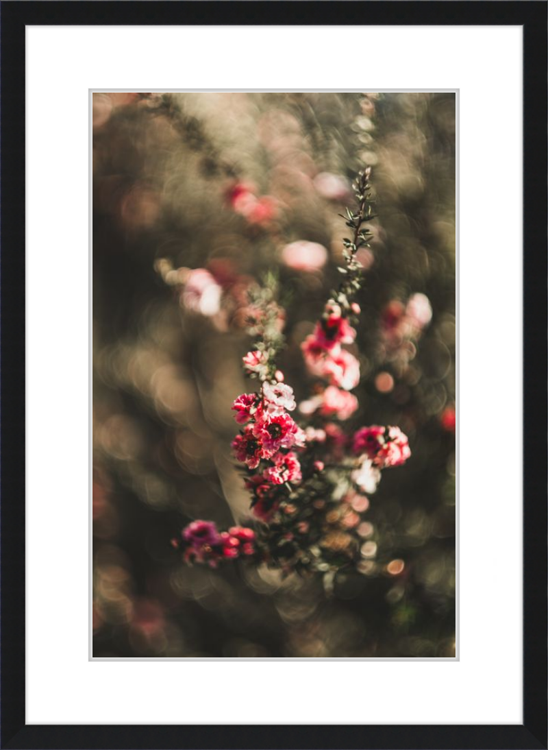 Manuka With a Vintage Lens