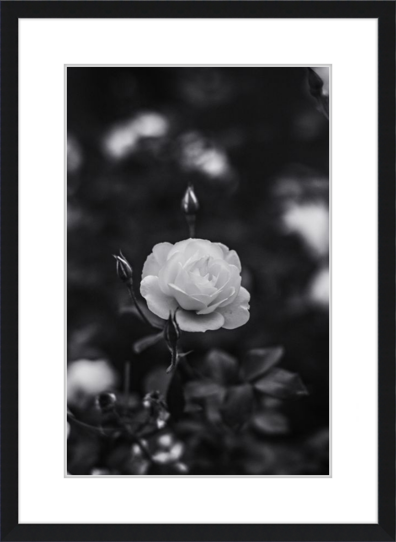 A Final Rose in Black and White