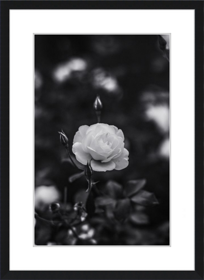 A Final Rose in Black and White