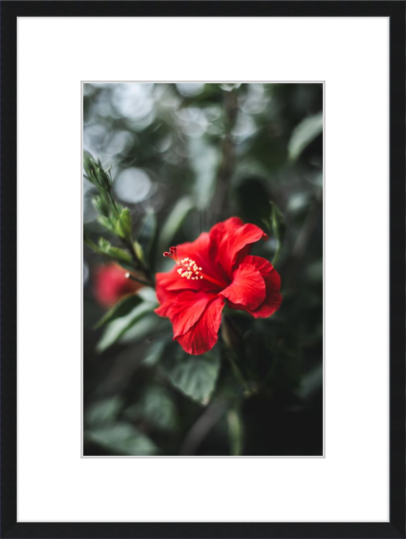 Hibiscus Bokeh