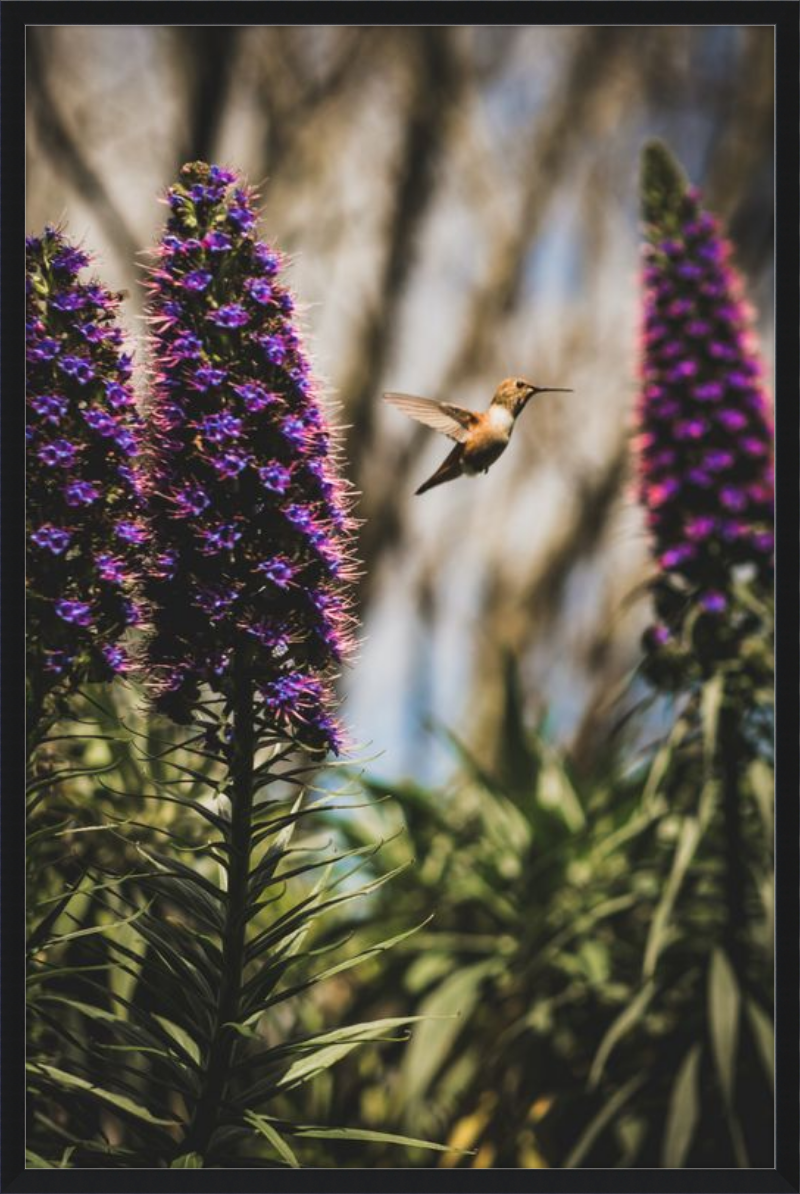 Hummingbird in the Secret Garden