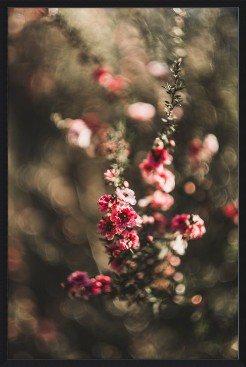 Manuka With a Vintage Lens