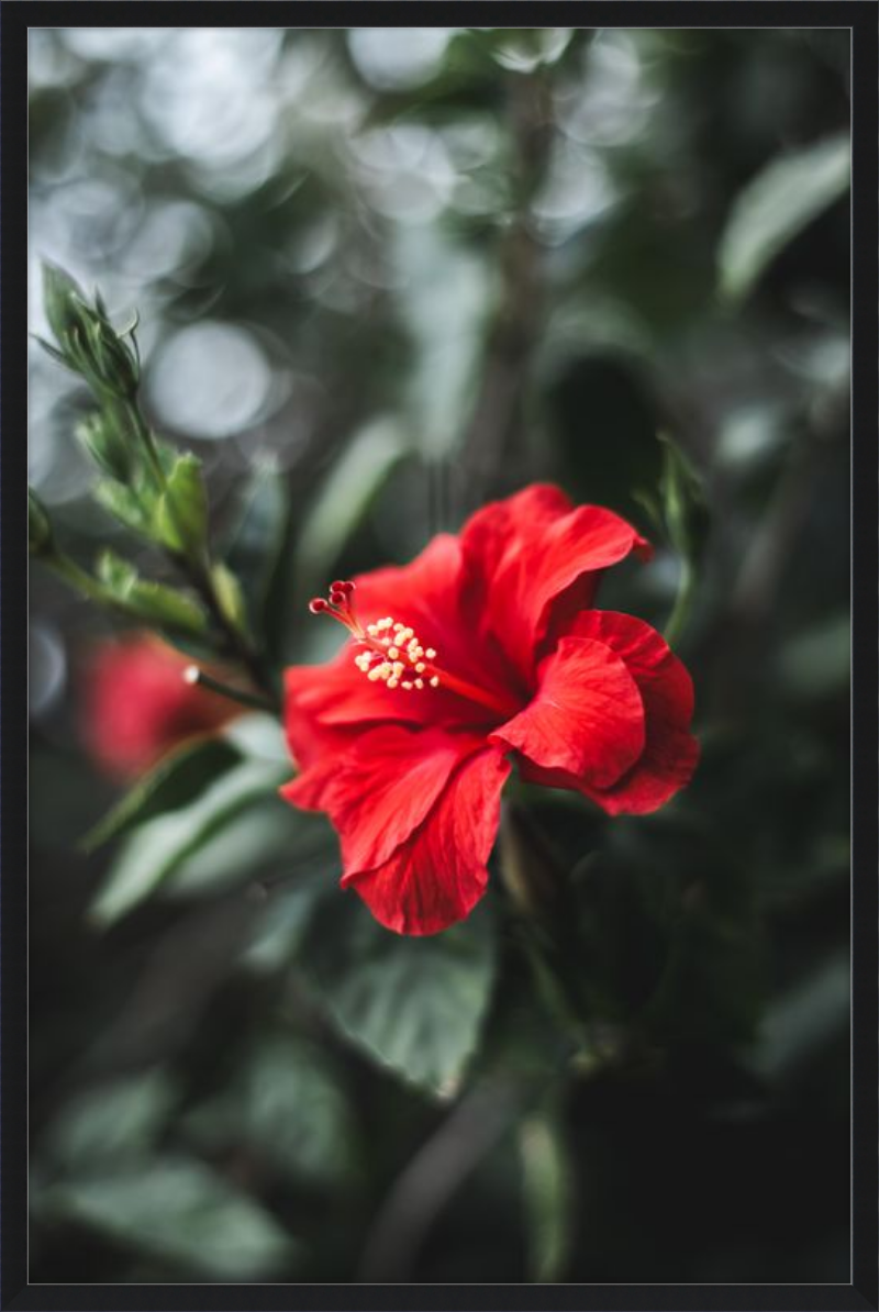 Hibiscus Bokeh