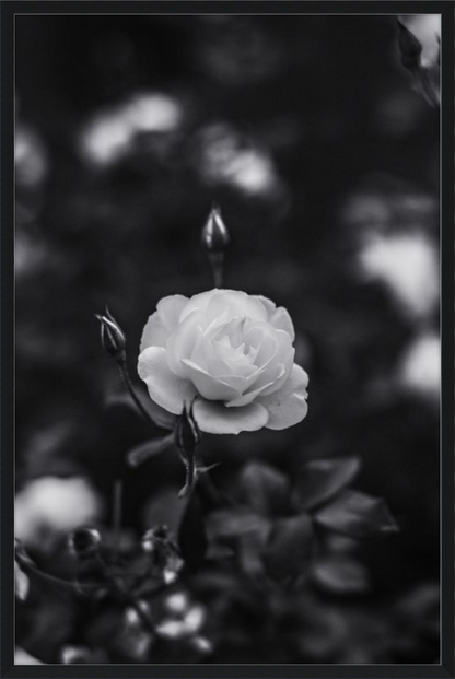 A Final Rose in Black and White