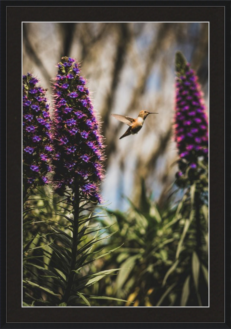 Hummingbird in the Secret Garden