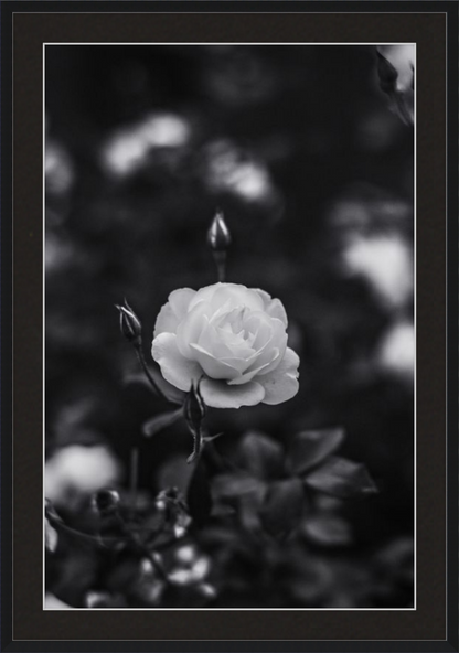 A Final Rose in Black and White