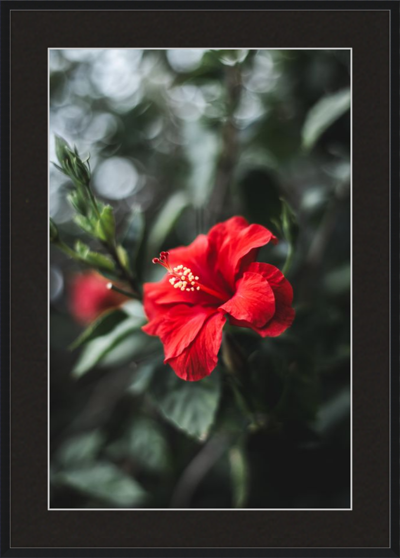 Hibiscus Bokeh