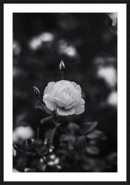 A Final Rose in Black and White