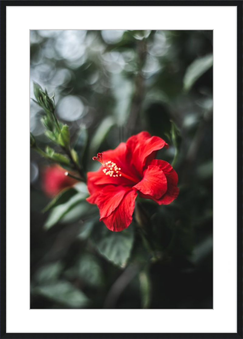 Hibiscus Bokeh