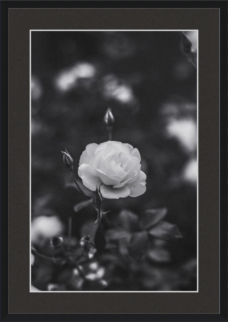 A Final Rose in Black and White