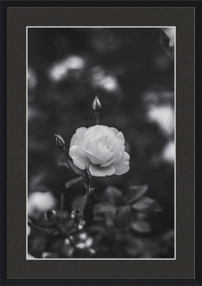 A Final Rose in Black and White