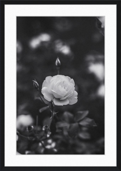 A Final Rose in Black and White