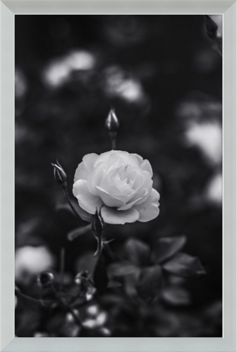 A Final Rose in Black and White