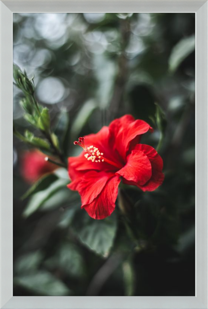 Hibiscus Bokeh