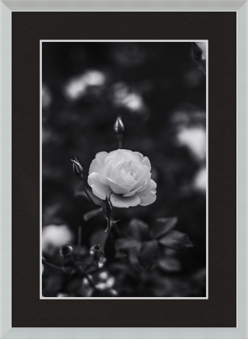 A Final Rose in Black and White