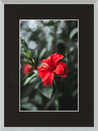 Hibiscus Bokeh