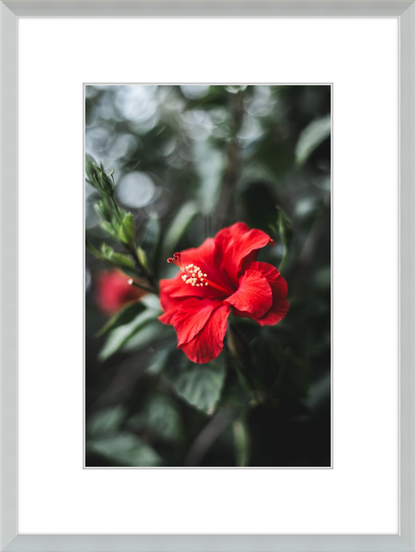 Hibiscus Bokeh