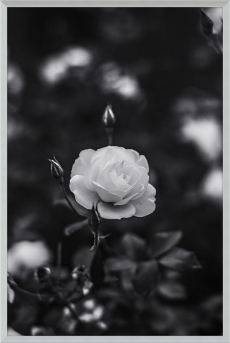 A Final Rose in Black and White