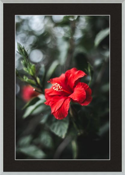 Hibiscus Bokeh