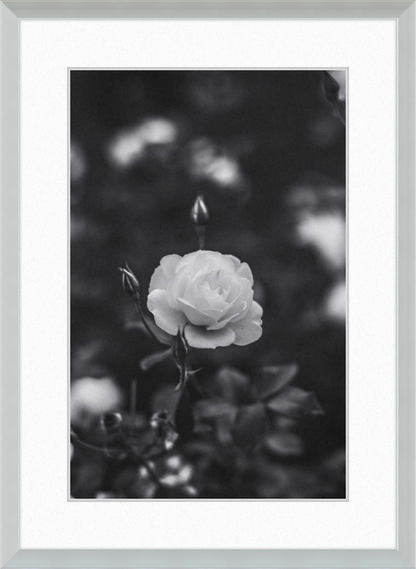 A Final Rose in Black and White