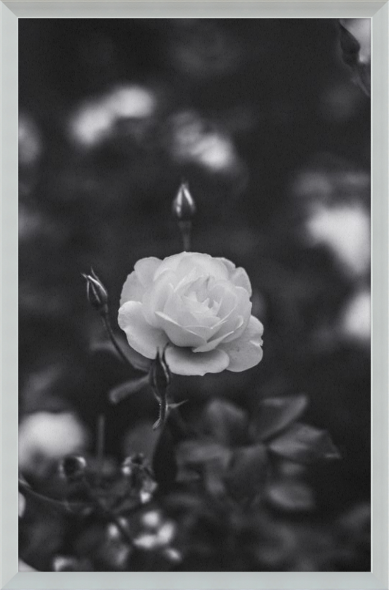 A Final Rose in Black and White