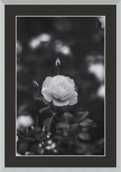 A Final Rose in Black and White