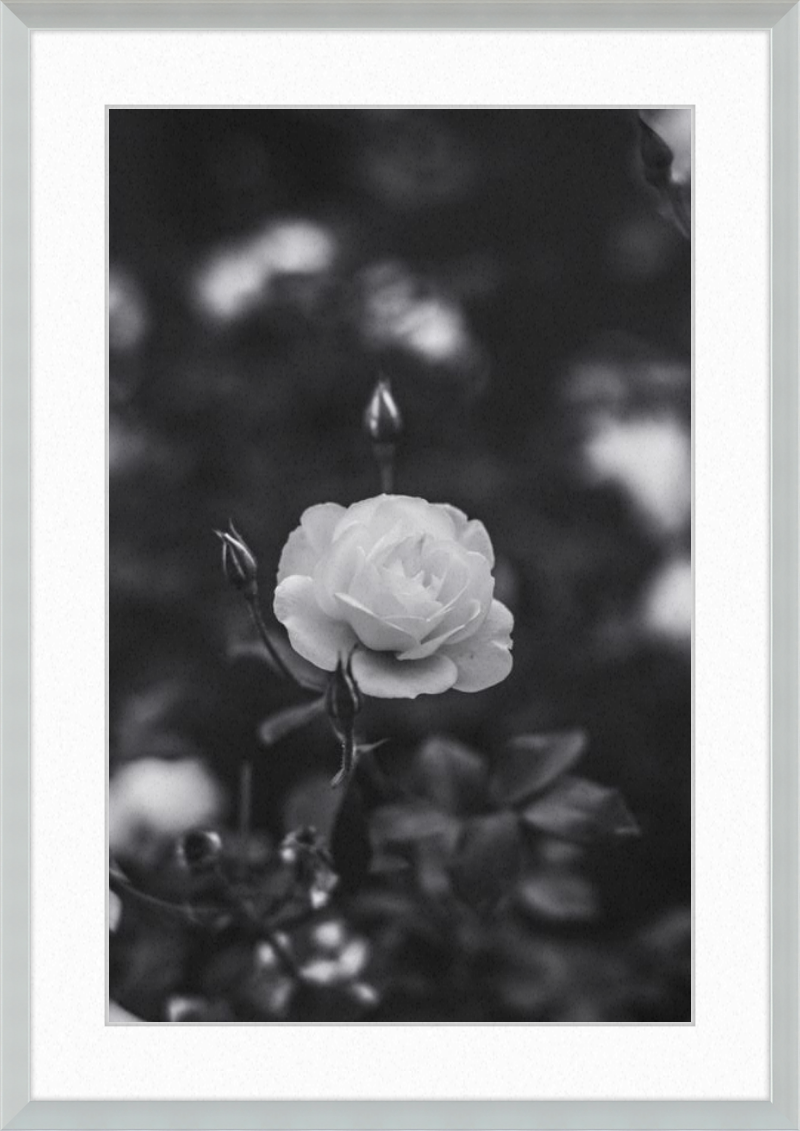 A Final Rose in Black and White