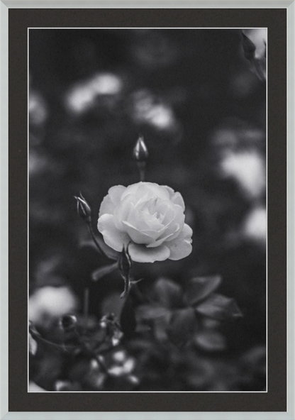 A Final Rose in Black and White