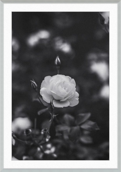 A Final Rose in Black and White