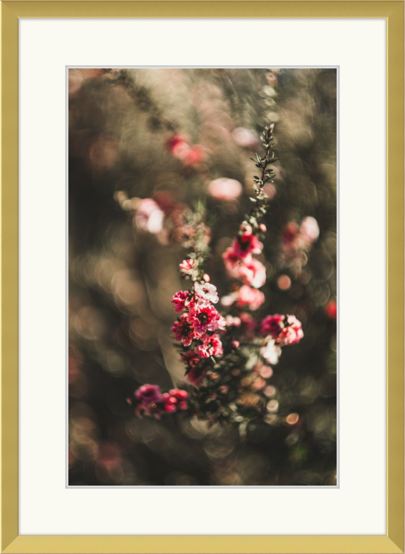 Manuka With a Vintage Lens