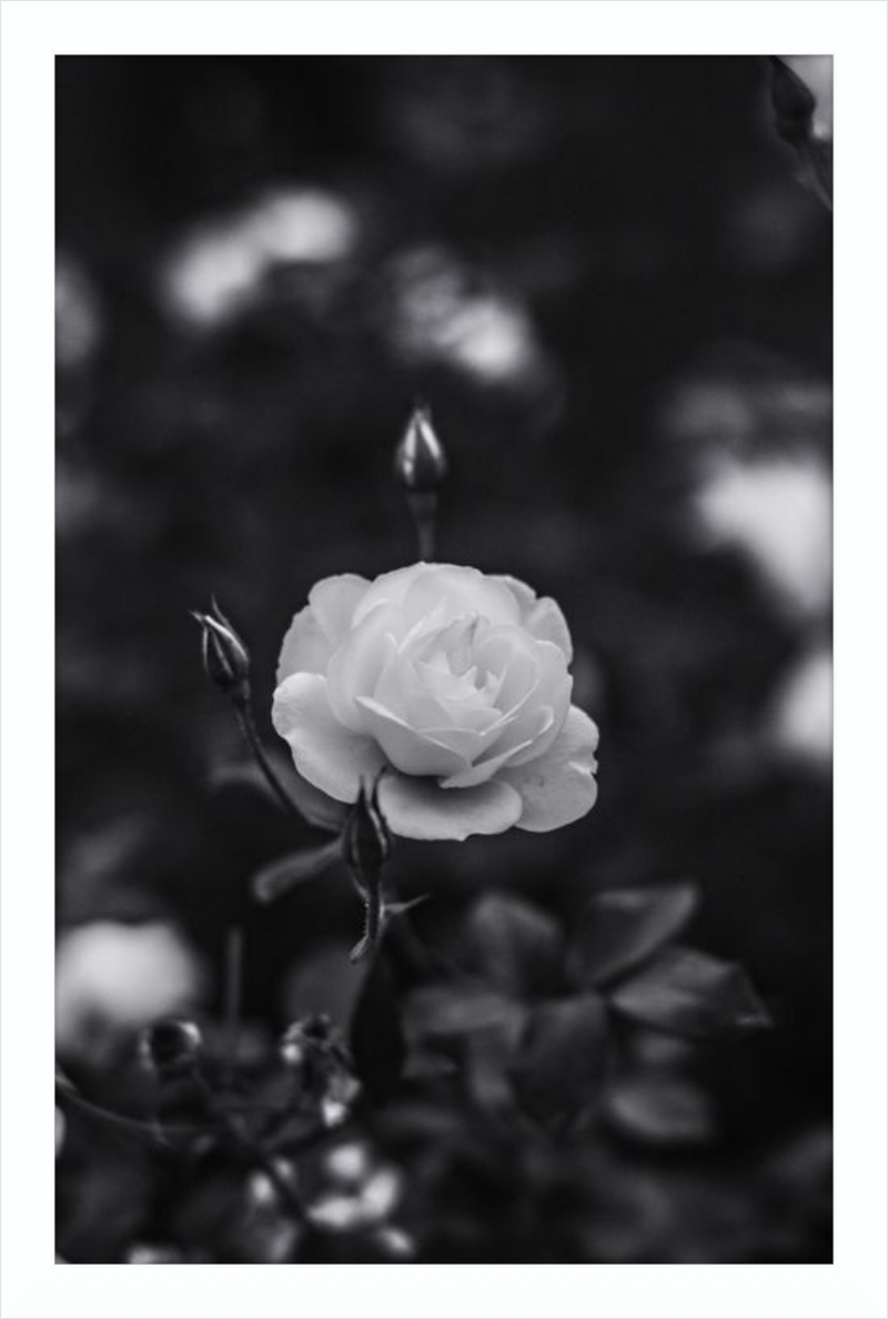 A Final Rose in Black and White